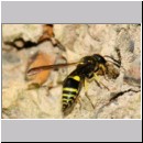 F-Ancistrocerus sp w10 beim Nestbau-Lehm wird im Rueckwaertsflug weggeschafft.jpg